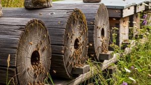 Колодное пчеловодство и история его развития